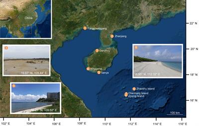 Diversity of interstitial nemerteans of the genus Ototyphlonemertes (Nemertea: Monostilifera: Ototyphlonemertidae) in the South China Sea, with a comment on the distribution pattern of the genus